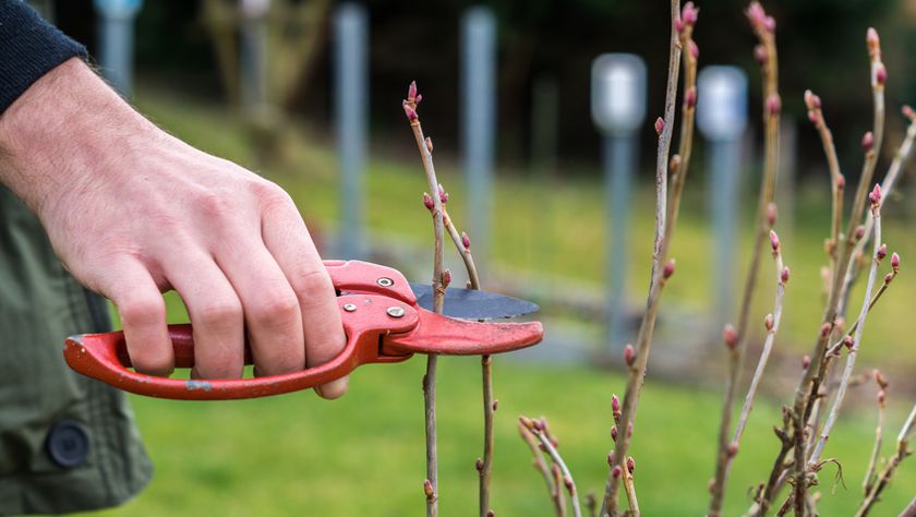 Garten-Tipps Schulz-Gartenservice