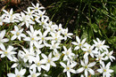 weiße Sternchenblüten