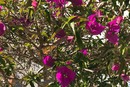 Bougainvillea