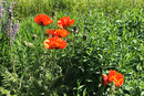Mohnblüten
