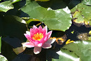 Wasserrose