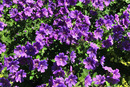 Geranium