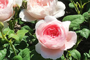 Edelrose