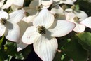 Blumenhartriegel