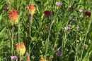 Bunte Blumenwiese