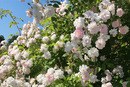 Rosenhecke