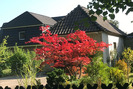 Roter Ahorn