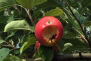 Wespe im reifen Apfel