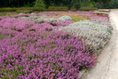 Besenheide