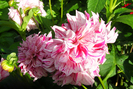 Dahlia Pinnata