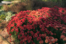 Herbstastern