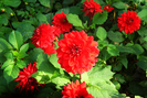 Rote Dahlien