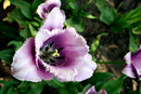 Aime Tulpe