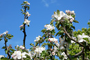 Apfelblüte