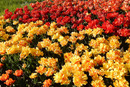 Rote + gelbe Tulpen