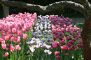 Tulpenfeld