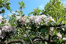 Apfelbaumblüten