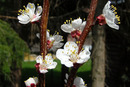 Blüten vom Aprikosenbaum