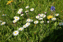 Gänseblümchen
