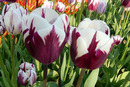 Gartentulpen rot-weiss
