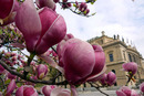 Magnolienblüten