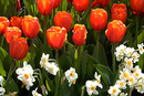 Narzissen und Tulpen