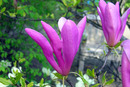 Purpurmagnolie