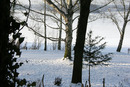 Winterwald