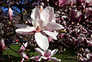 Magnolienblüte