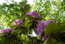 Rhododendren