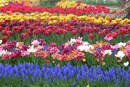 Tulpenvielfalt