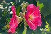 Stockrose