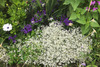 Blumenbeet