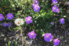 Geranuium mit Pusteblume
