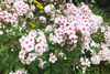 Sommer Phlox