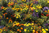 Buntes Blumenfeld