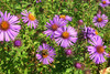 Neuengland Aster