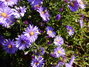 Glattblatt Aster