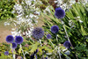 Blaue Kugeldistel