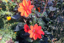 Garten Dahlien