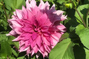 Garten Dahlie