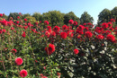 Kugel Dahlien