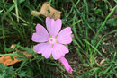 Moschus Malve