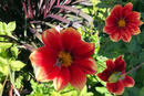 Scharlach Dahlie