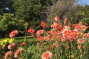 Garten Dahlien