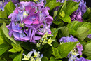 Garten Hortensie