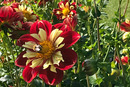 Scharlach Dahlie